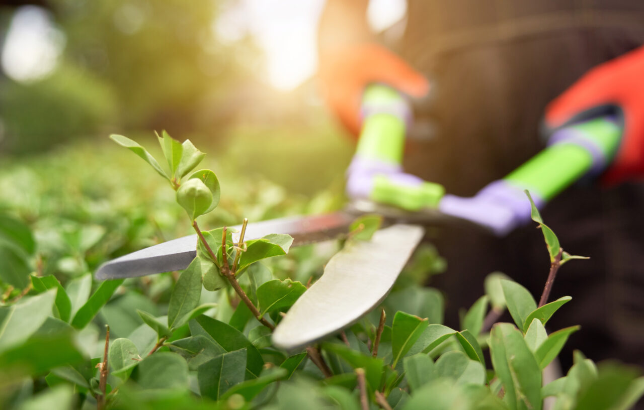 male hands cutting bushes with big scissors